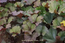 Ligularia dentata 'Othello'