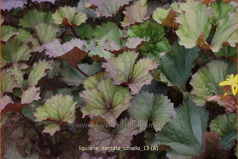 Ligularia dentata 'Othello'
