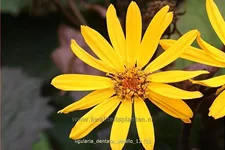 Ligularia dentata 'Othello'