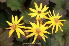 Ligularia dentata 'Othello'
