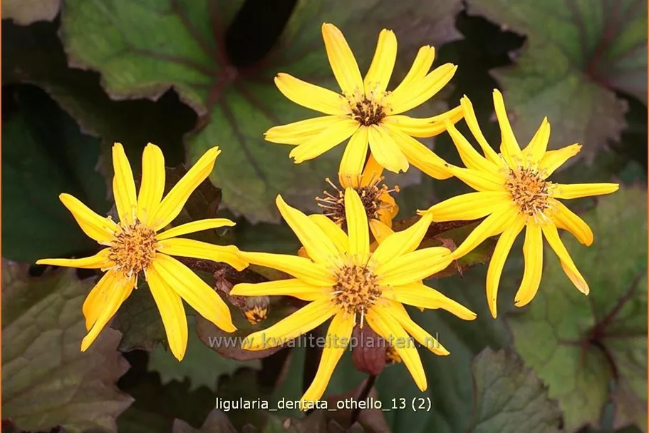 Ligularia dentata 'Othello'