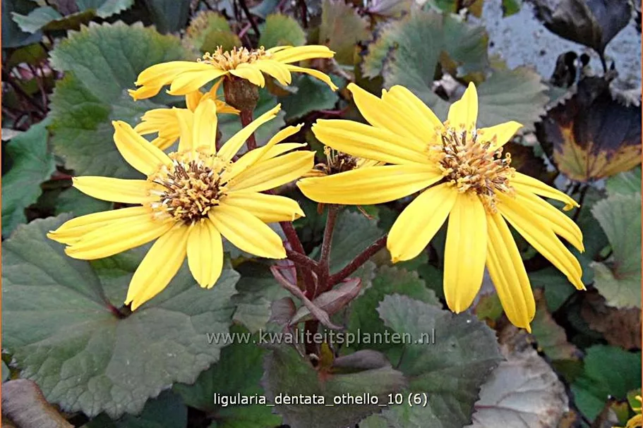 Ligularia dentata 'Othello'