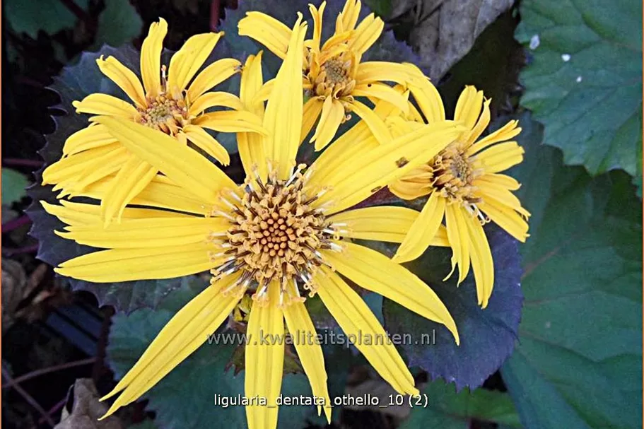 Ligularia dentata 'Othello'