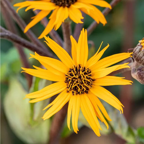 Ligularia dentata 'Othello'