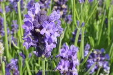 Lavandula angustifolia 'Thumbelina Leigh'
