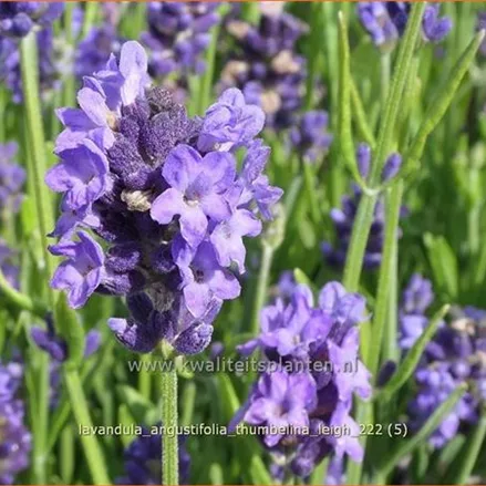 Lavandula angustifolia 'Thumbelina Leigh'
