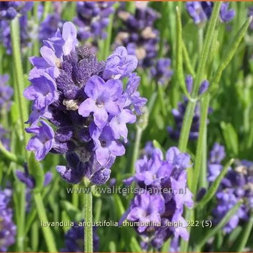 Lavandula angustifolia 'Thumbelina Leigh'