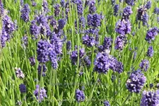 Lavandula angustifolia 'Thumbelina Leigh'