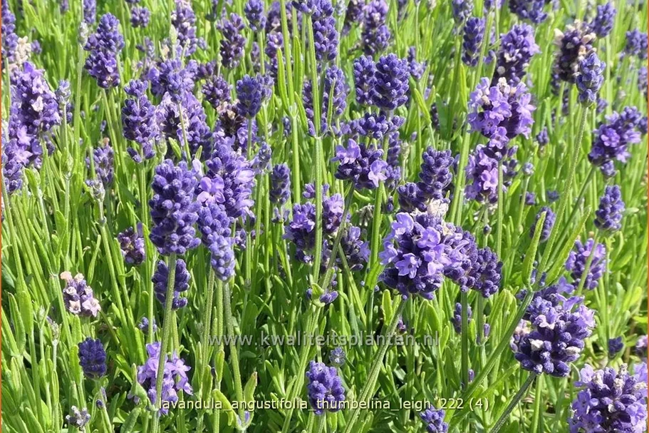Lavandula angustifolia 'Thumbelina Leigh'