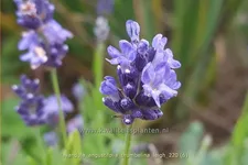 Lavandula angustifolia 'Thumbelina Leigh'
