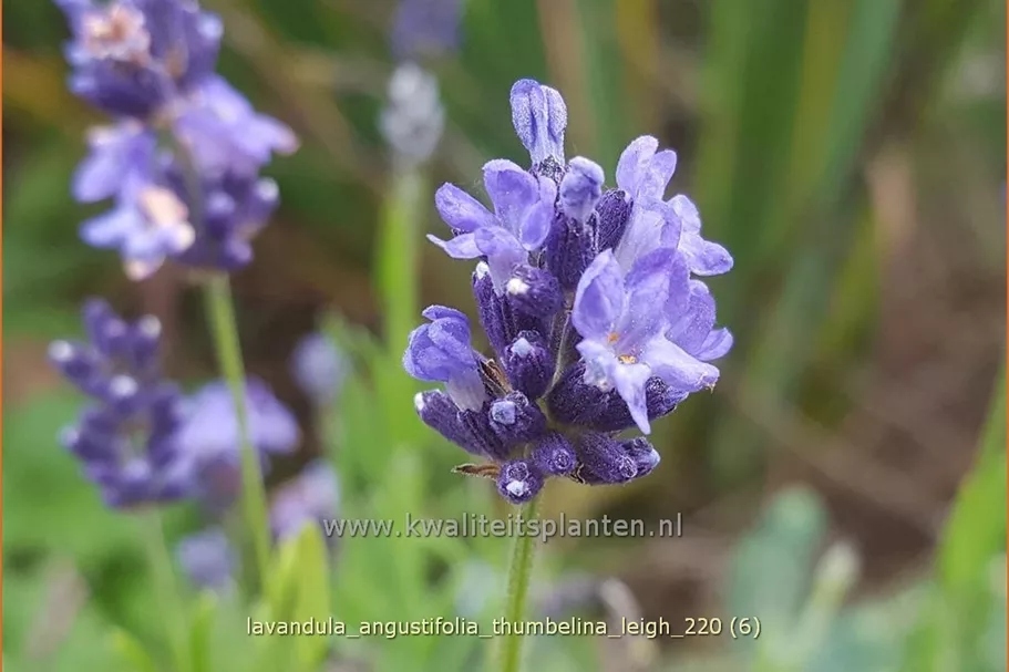 Lavandula angustifolia 'Thumbelina Leigh'