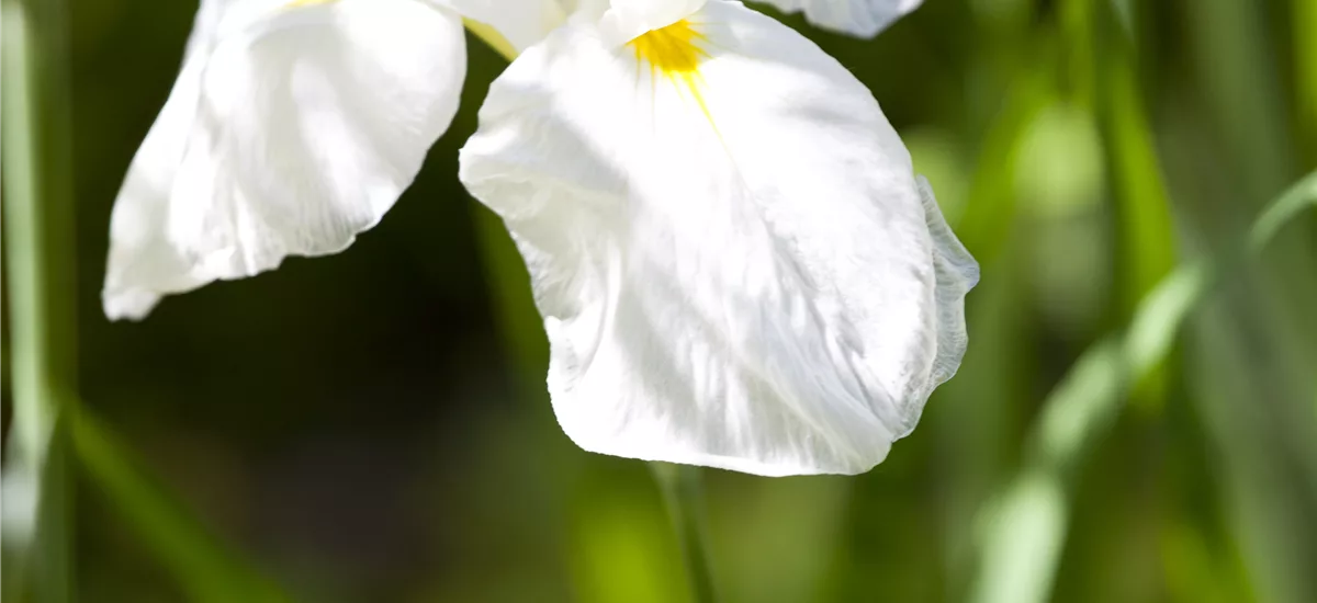 Iris ensata 'Diamant'