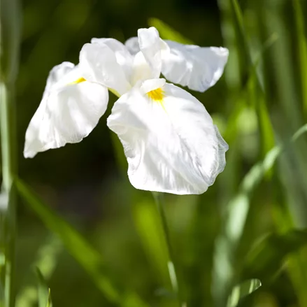 Iris ensata 'Diamant'