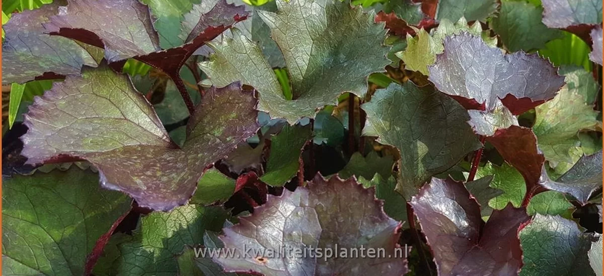 Ligularia dentata 'Pandora'