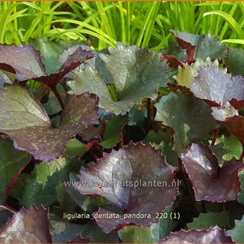 Ligularia dentata 'Pandora'