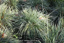 Koeleria glauca