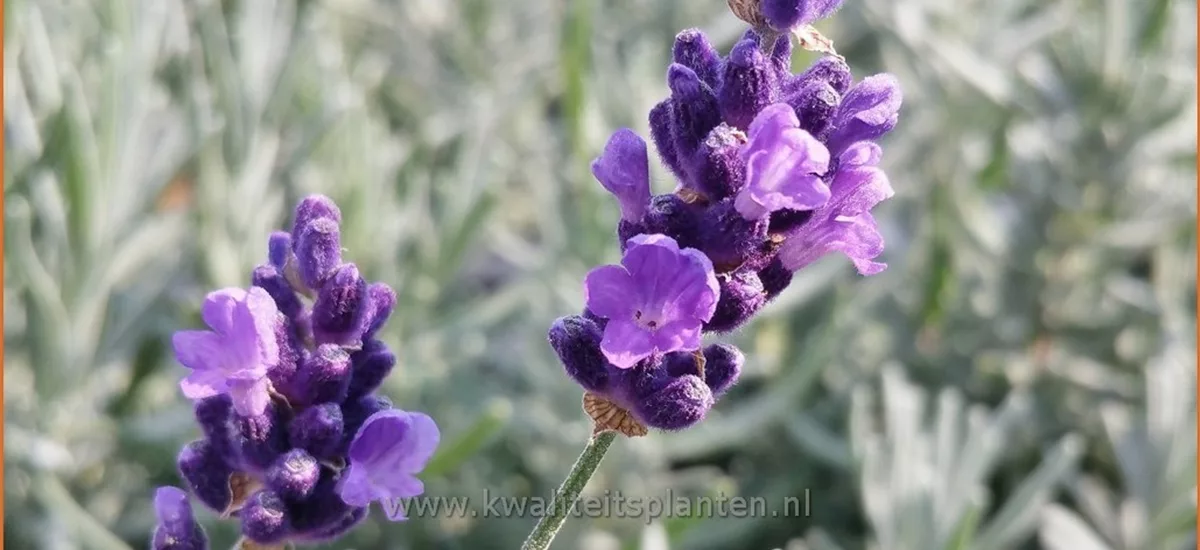 Lavandula angustifolia 'Twickel Purple'