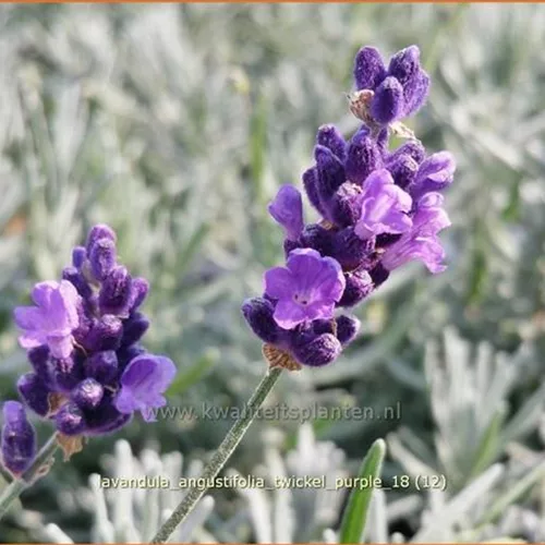 Lavandula angustifolia 'Twickel Purple'