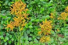 Ligularia x hessei 'Gregynog Gold'