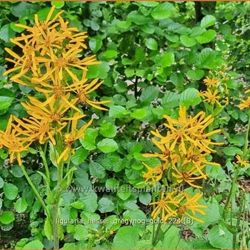 Ligularia x hessei 'Gregynog Gold'