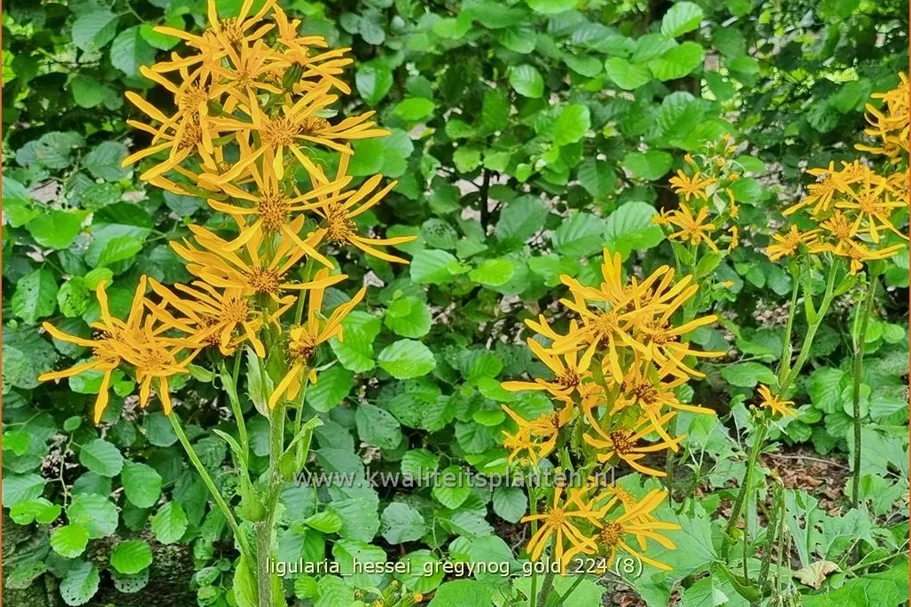 Ligularia x hessei 'Gregynog Gold'