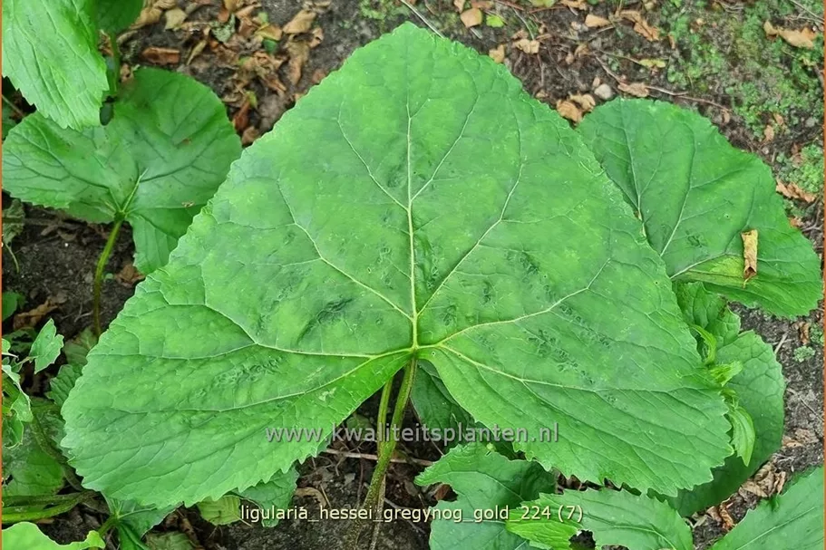 Ligularia x hessei 'Gregynog Gold'