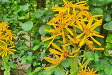 Ligularia x hessei 'Gregynog Gold'