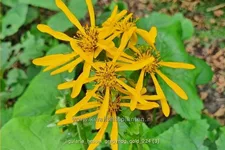 Ligularia x hessei 'Gregynog Gold'