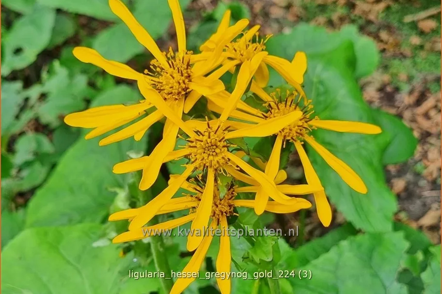 Ligularia x hessei 'Gregynog Gold'