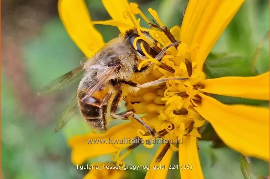 Ligularia x hessei 'Gregynog Gold'
