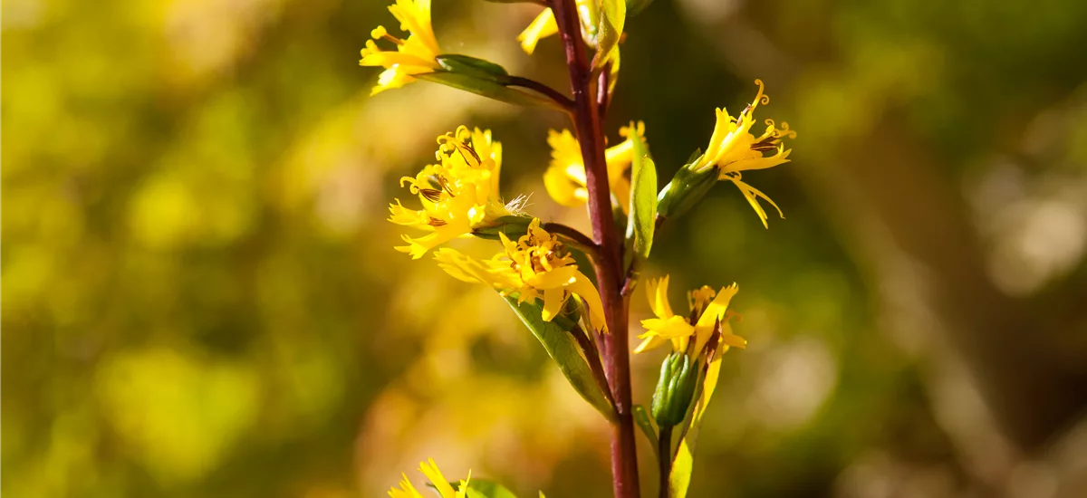 Ligularia przewalskii