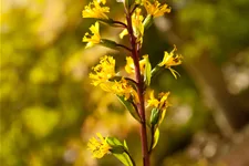 Ligularia stenocephala 'The Rocket'