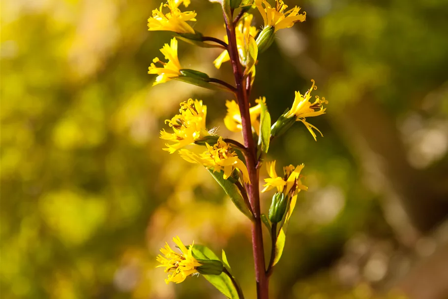 Ligularia stenocephala 'The Rocket'