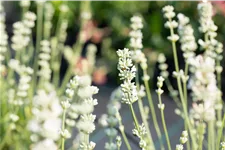 Lavandula x intermedia 'Edelweiß'