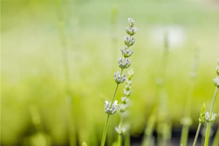 Lavandula x intermedia 'Edelweiß'