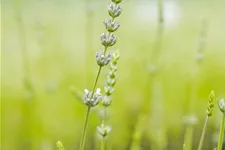 Lavandula x intermedia 'Edelweiß'