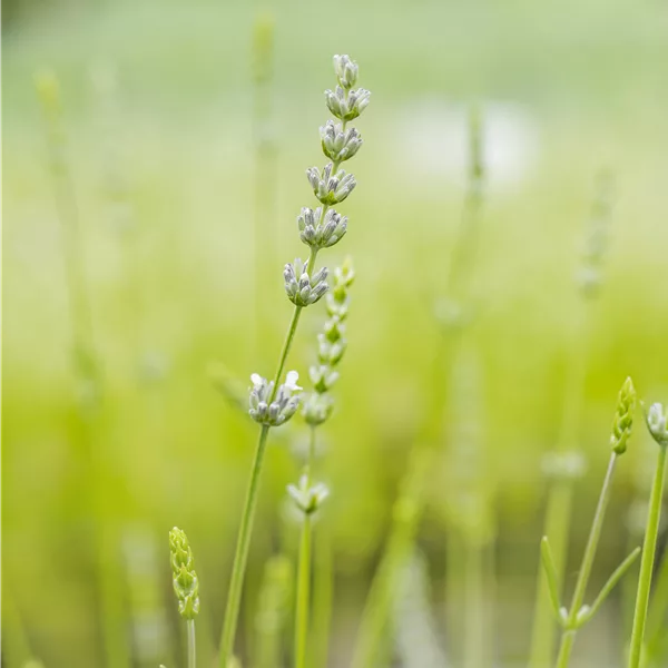 Lavandula x intermedia 'Edelweiß'