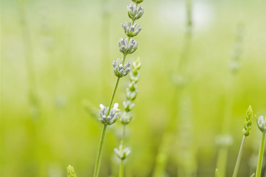 Lavandula x intermedia 'Edelweiß'