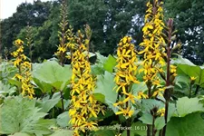 Ligularia stenocephala 'Little Rocket'