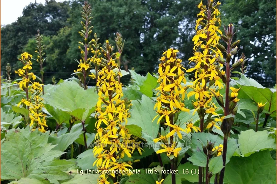 Ligularia stenocephala 'Little Rocket'