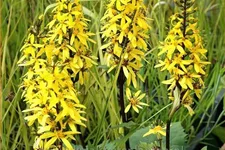 Ligularia stenocephala 'Little Rocket'