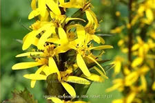Ligularia stenocephala 'Little Rocket'