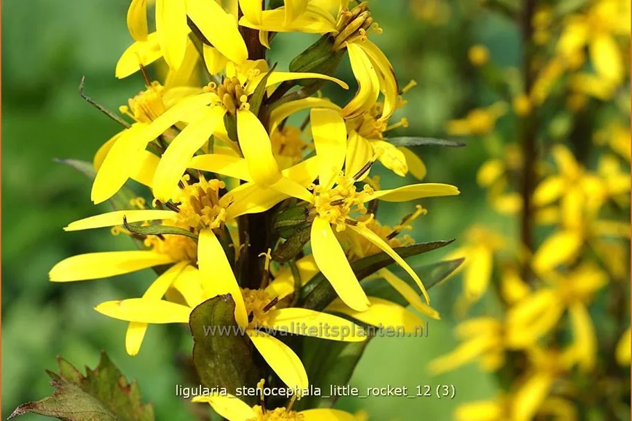 Ligularia stenocephala 'Little Rocket'