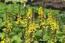 Ligularia stenocephala 'Little Rocket'