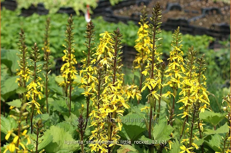 Ligularia stenocephala 'Little Rocket'