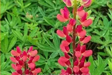 Lupinus polyphyllus 'The Pages'