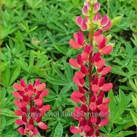 Lupinus polyphyllus 'The Pages'