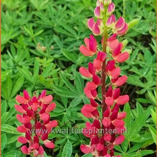 Lupinus polyphyllus 'The Pages'