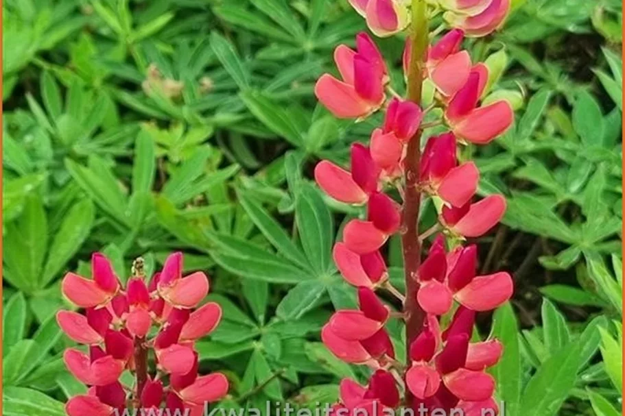Lupinus polyphyllus 'The Pages'