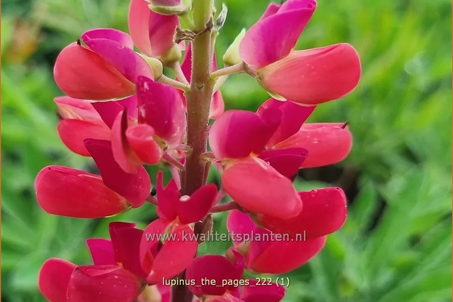 Lupinus polyphyllus 'The Pages'